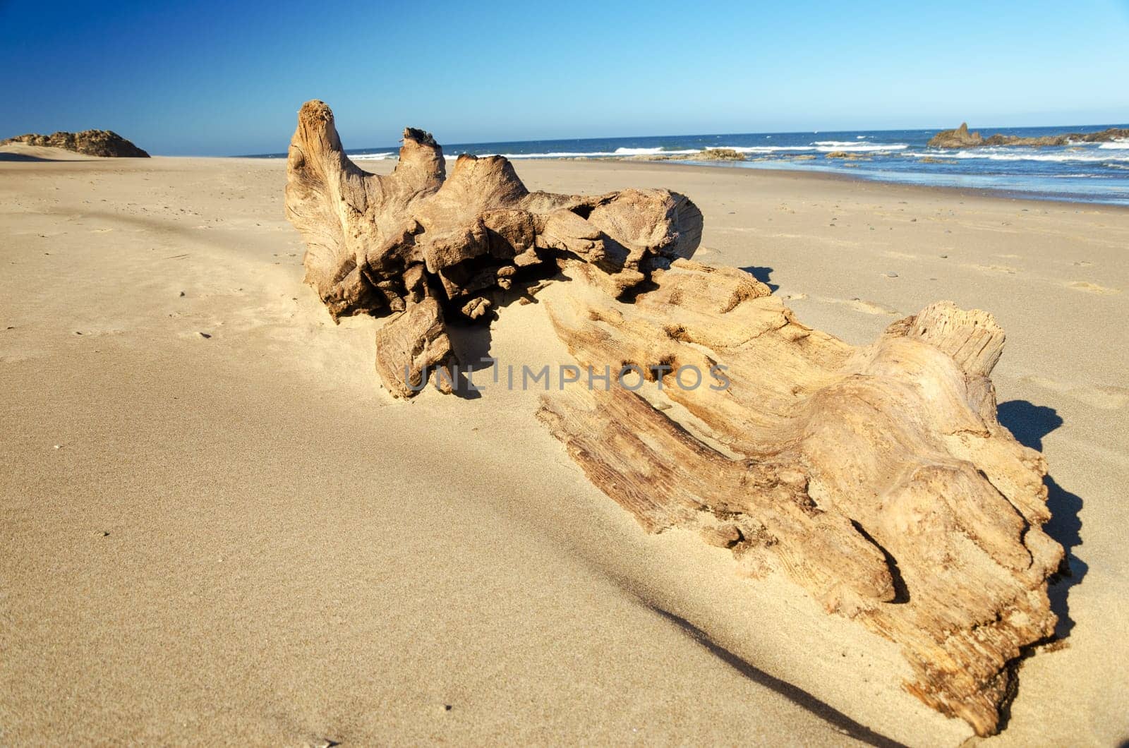 Large piece of driftwood on the beach at Lincoln City, Oregon