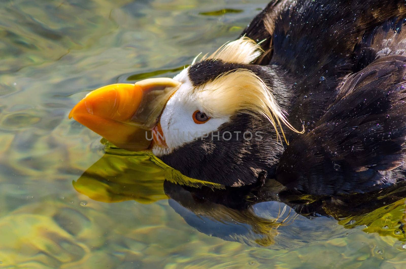 Closeup view of a Tufted Puffin in water