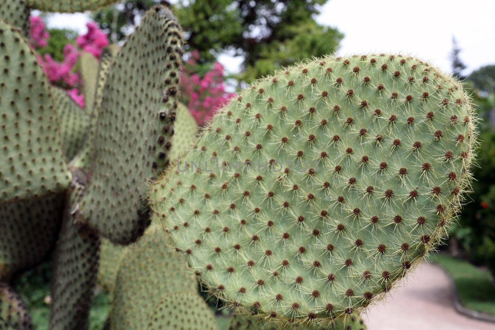 Details of a beautiful opuntia sheerii in a garden.