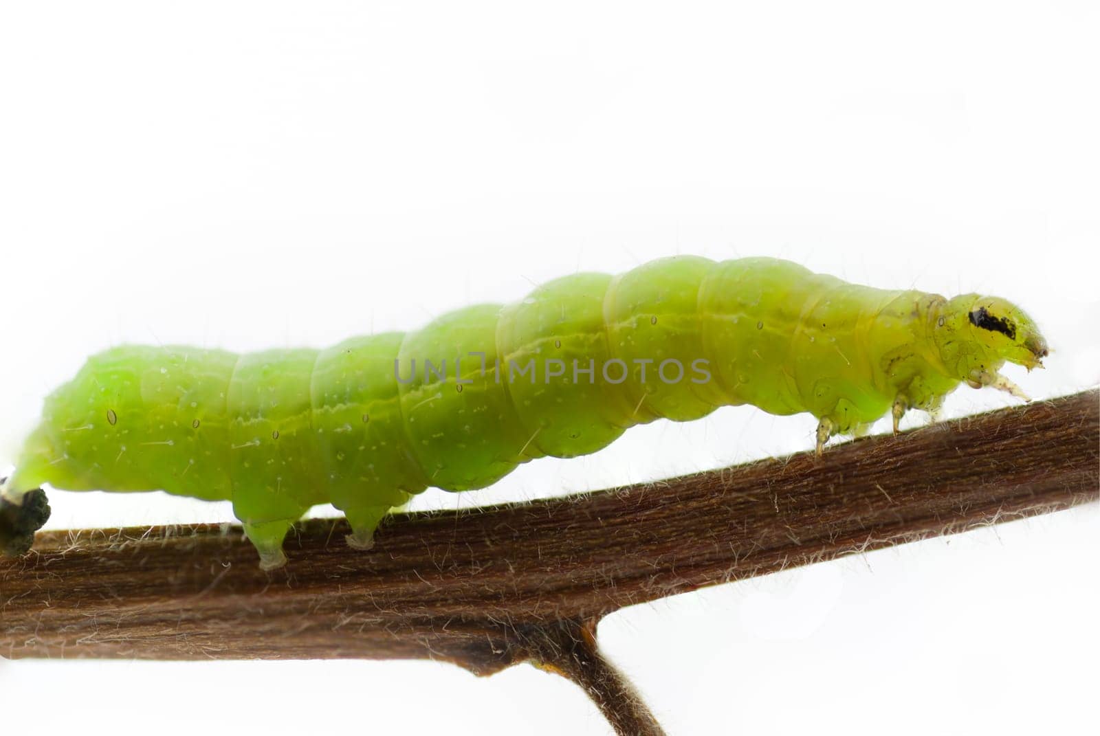 Gamma owl caterpillar