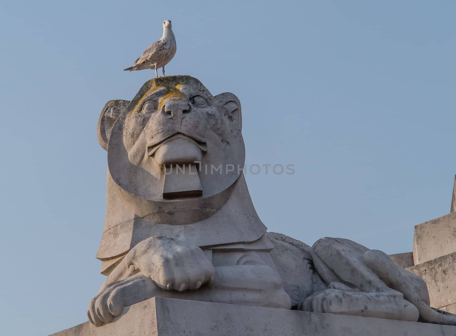 Lion Guard