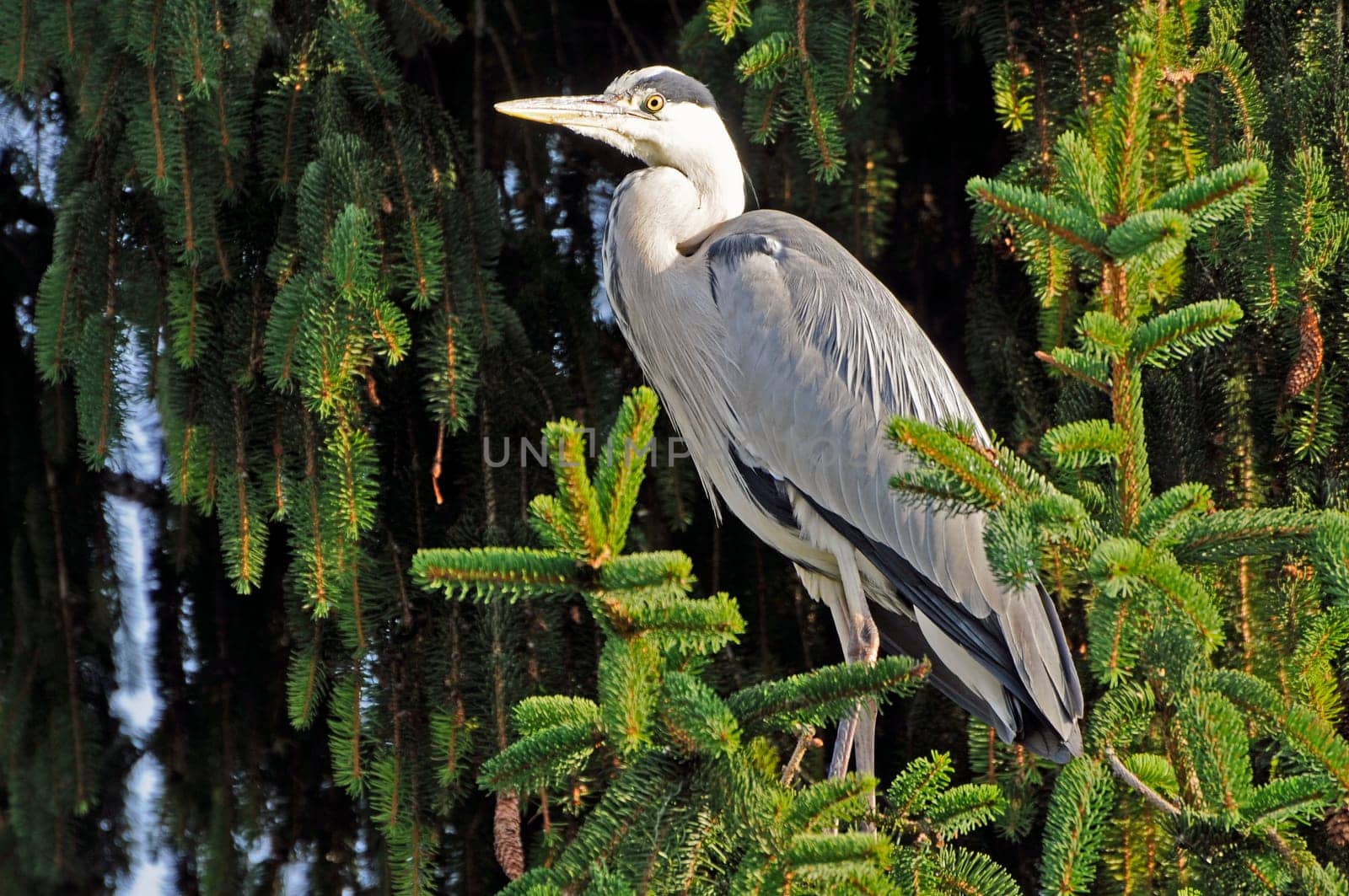 Heron