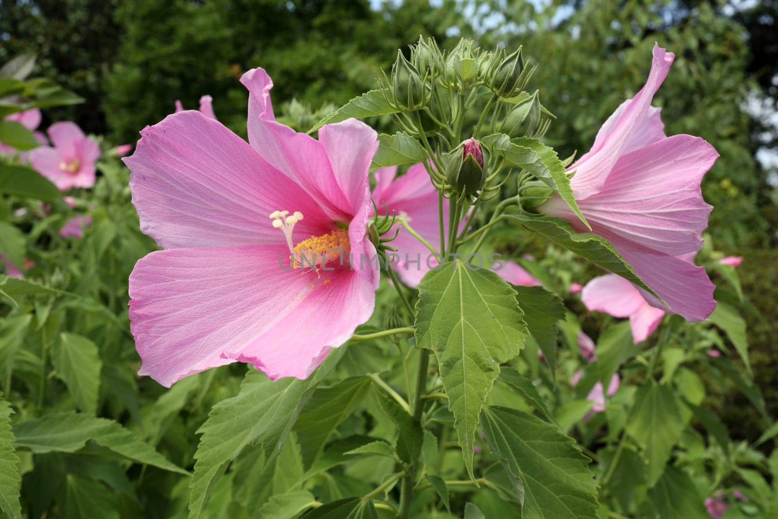 Details of a beautiful pink hibiscus in garden.