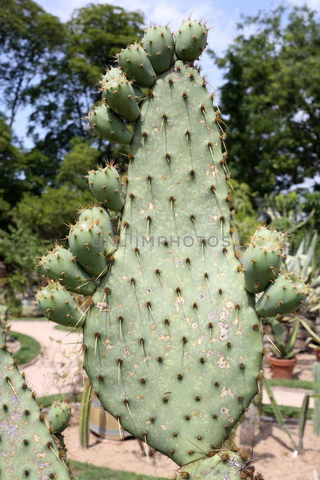 Details of a beautiful opuntia with fruits in a garden.