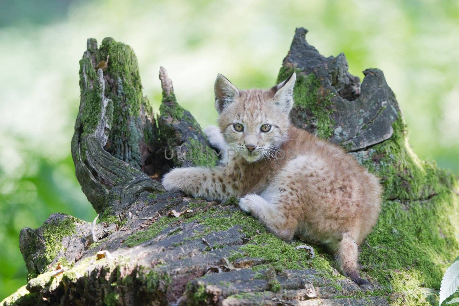 Young lynx