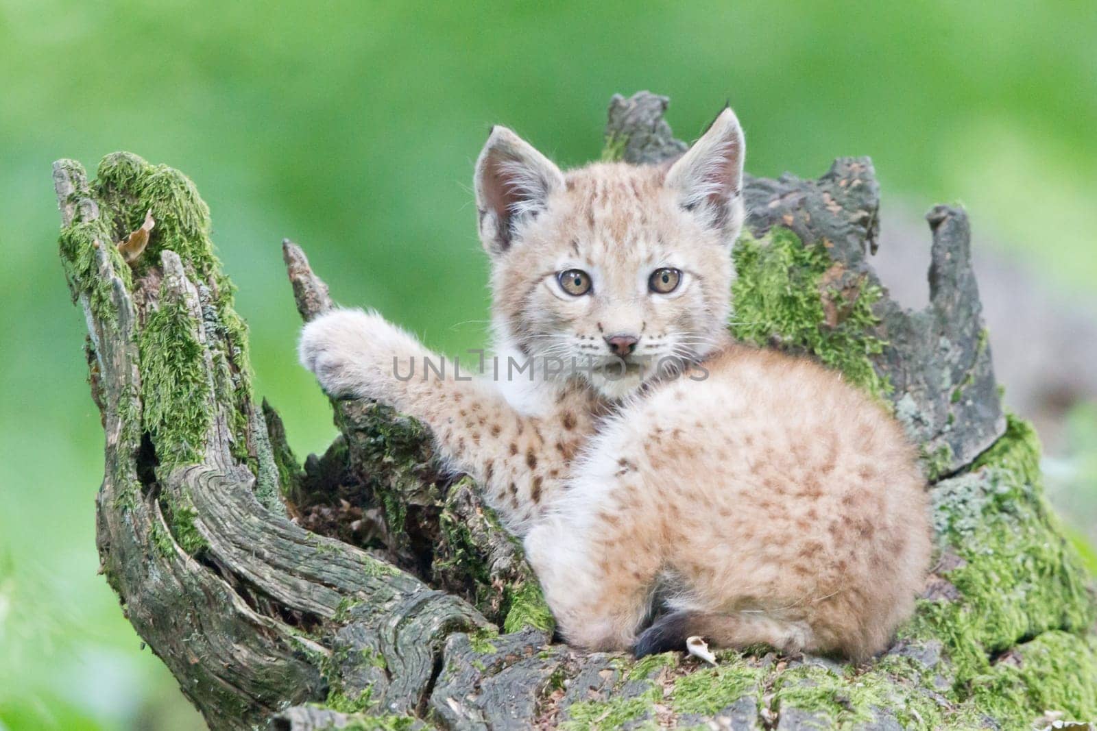 Young lynx