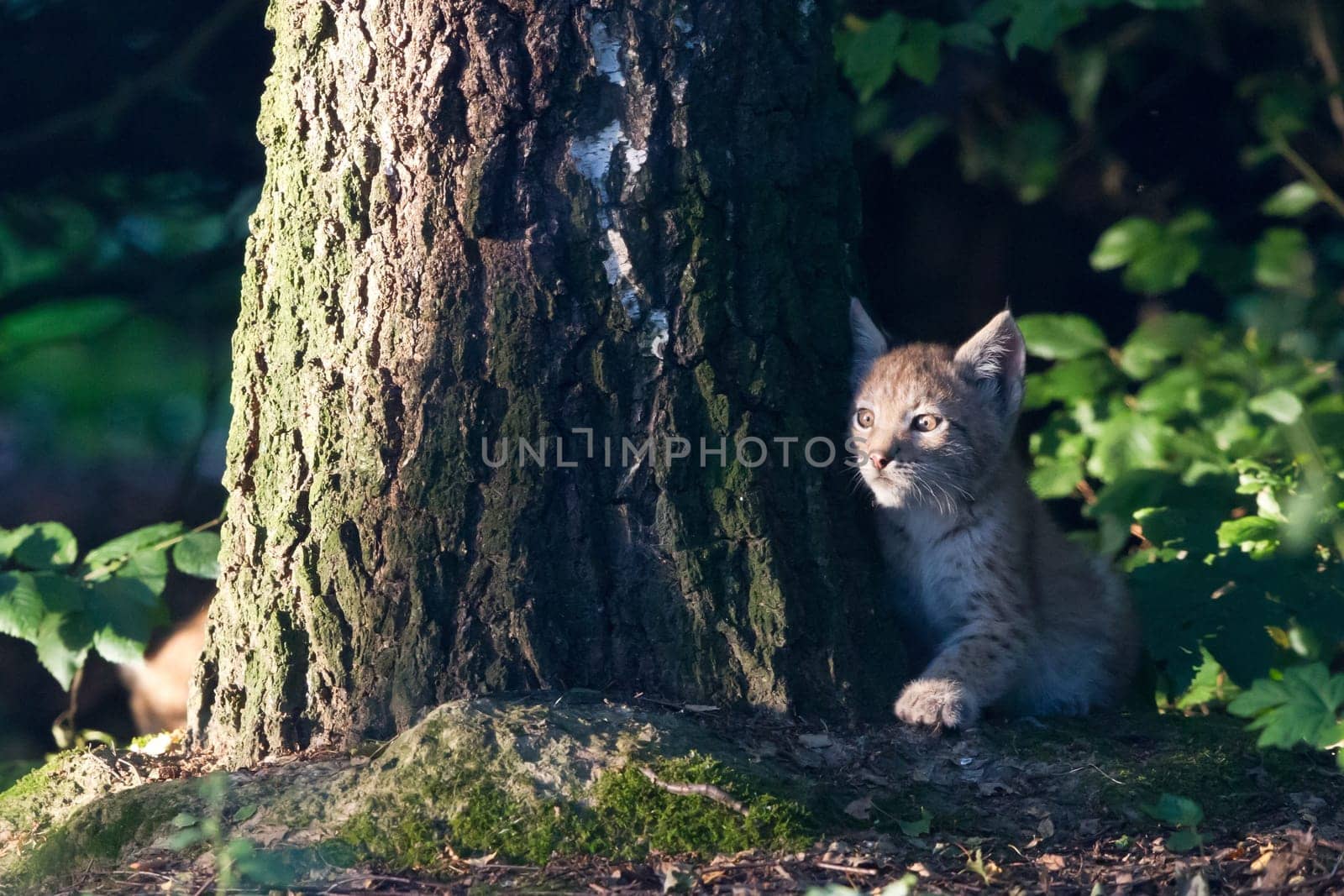 Young lynx