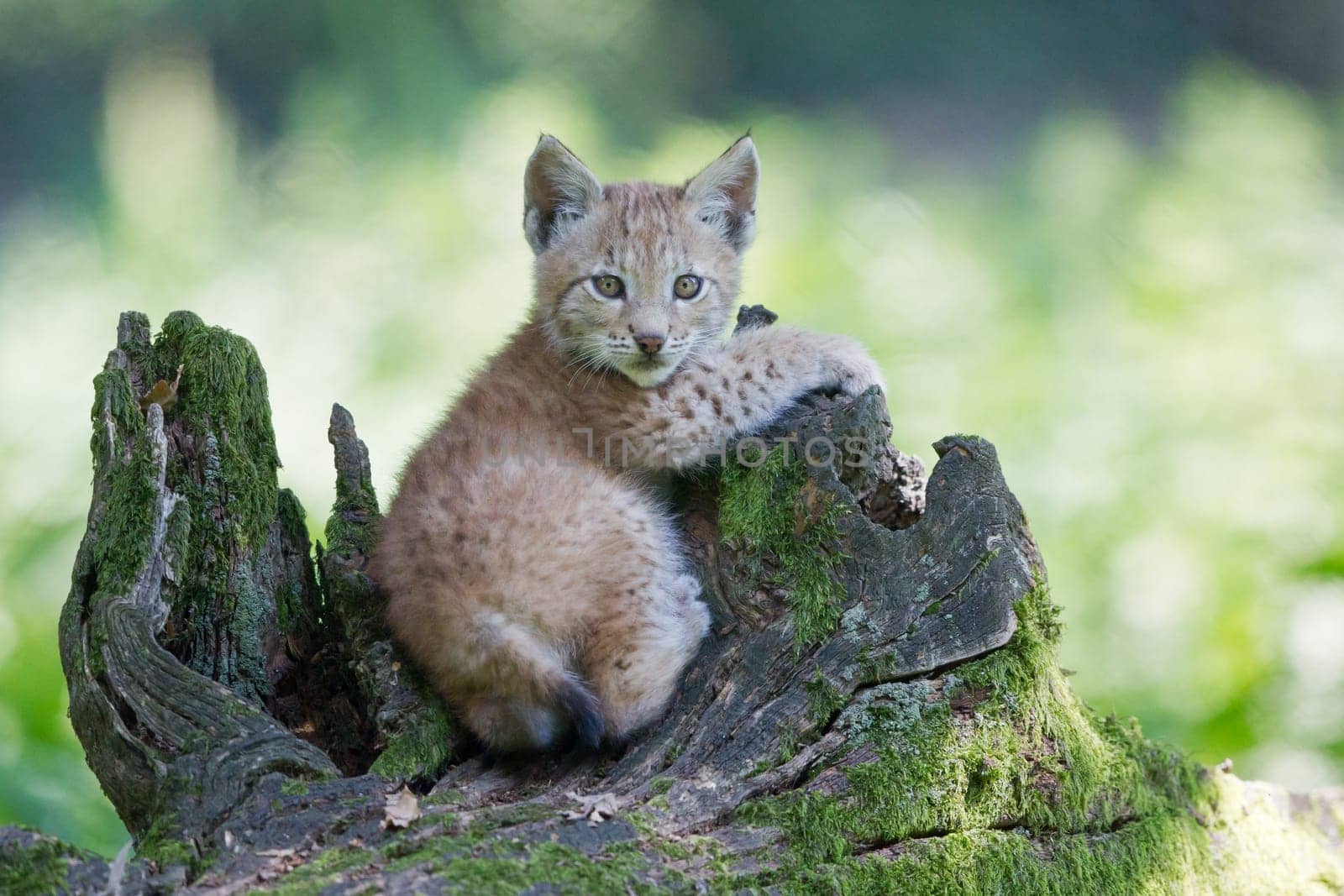 Young lynx