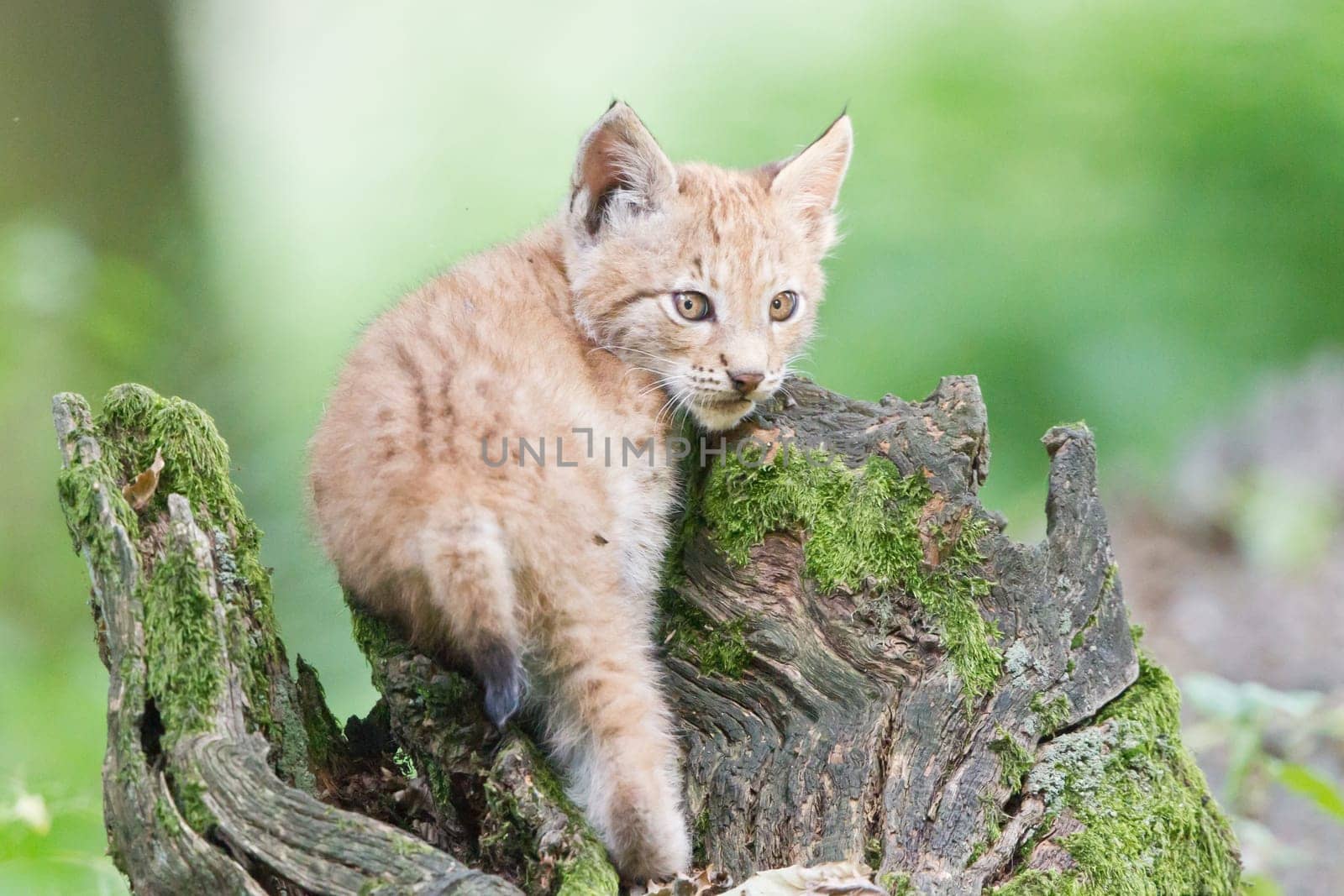 Young lynx