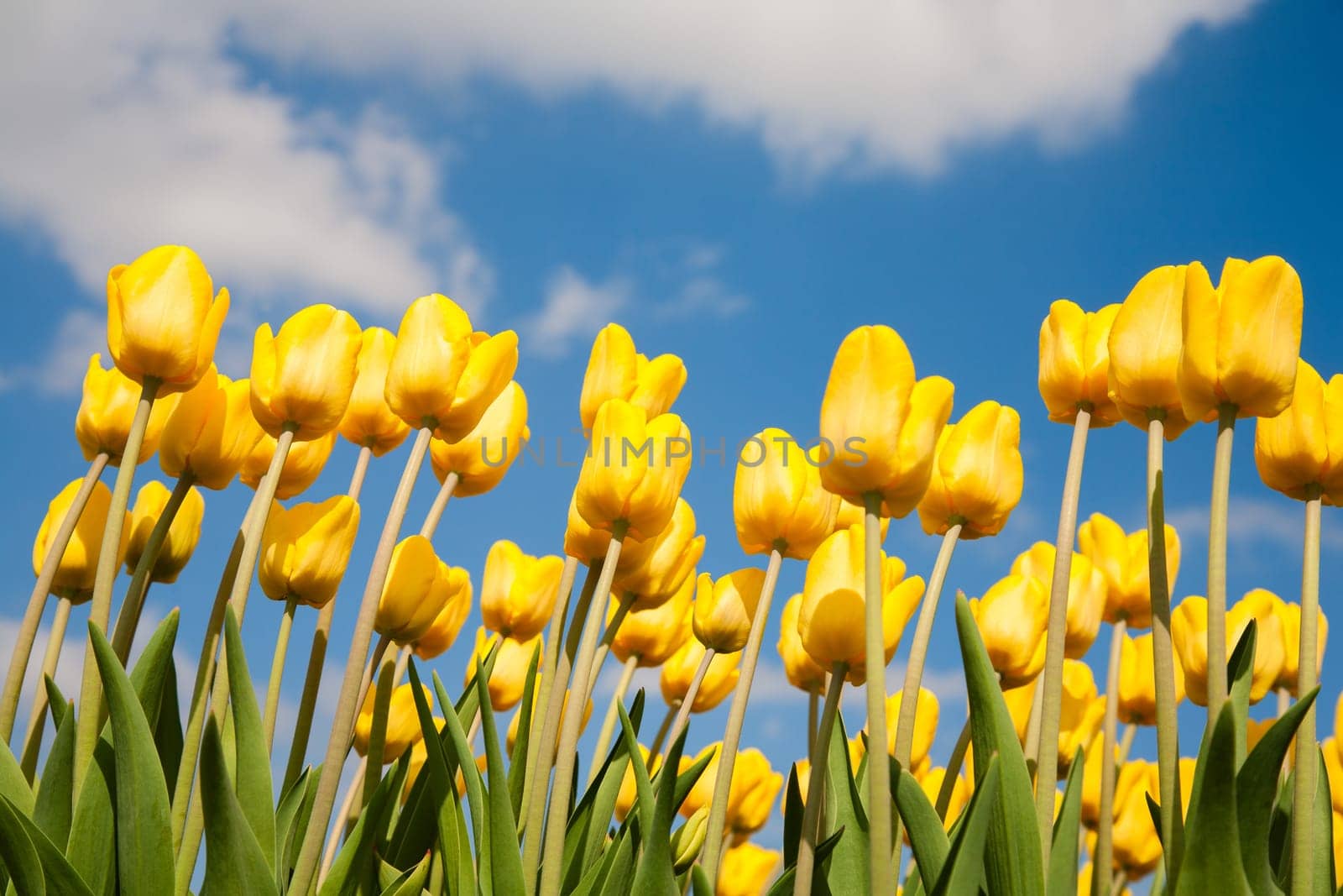 Yellow tulip field in the Netherlands.