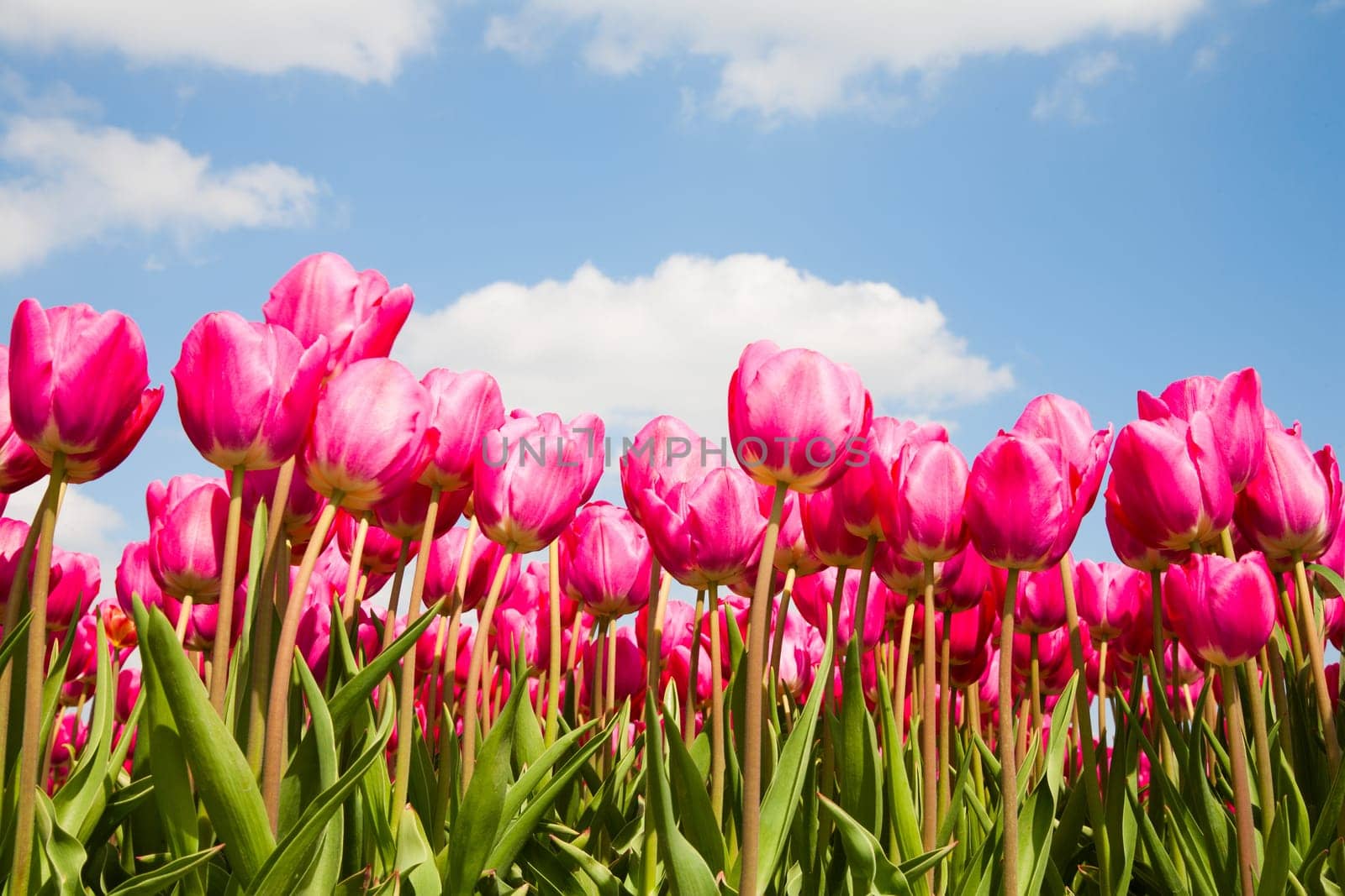 Field of pink tulips in the Netherlands.