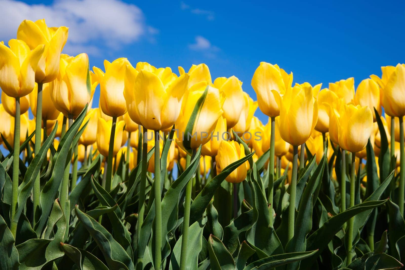 Field of yellow tulips in the Netherlands.