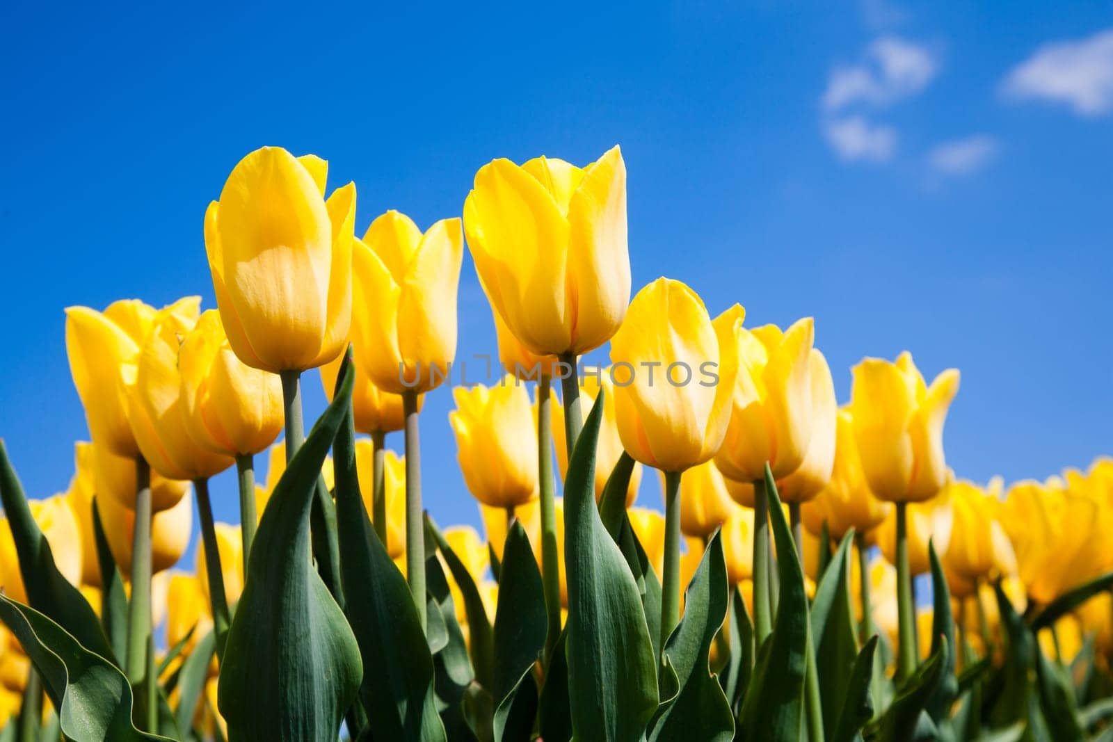 Field of yellow tulips in the Netherlands.