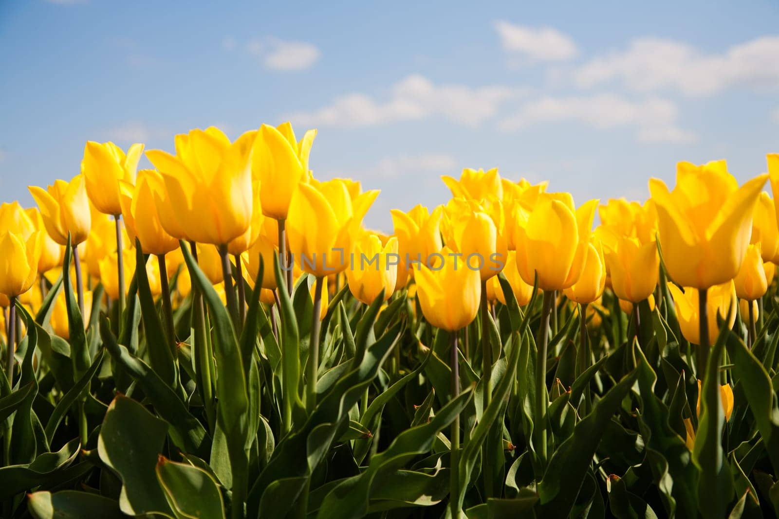 Field of yellow tulips in the Netherlands.