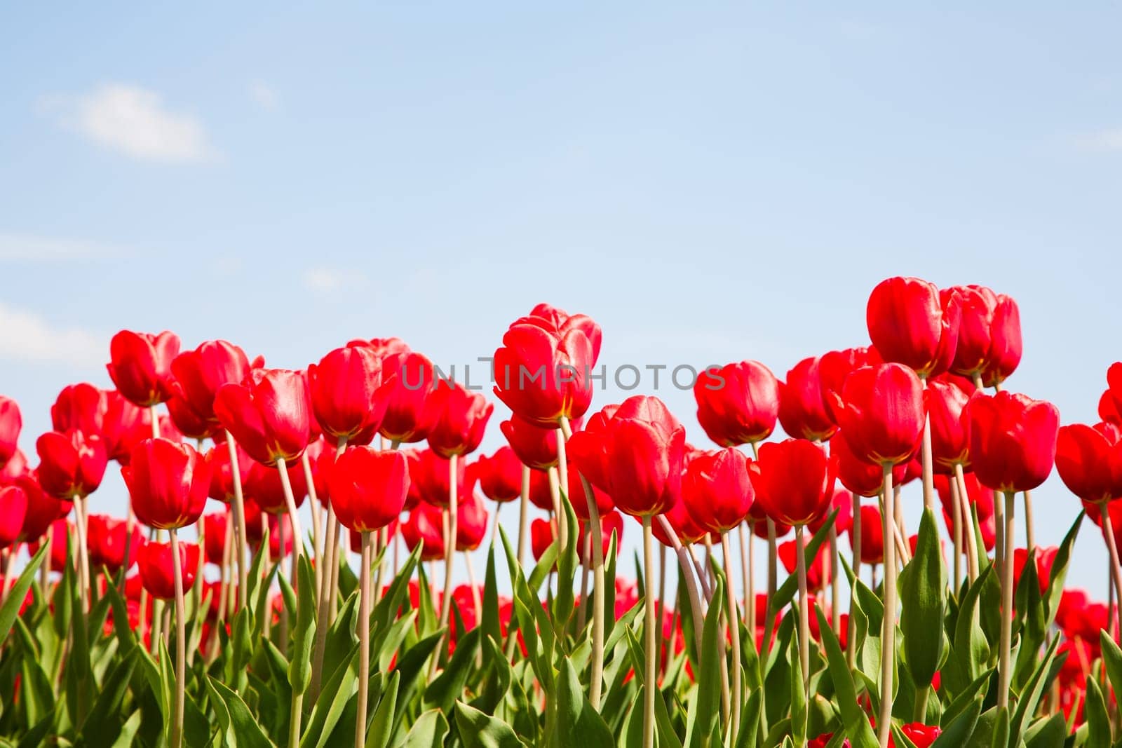 Field of red tulips in the Netherlands.