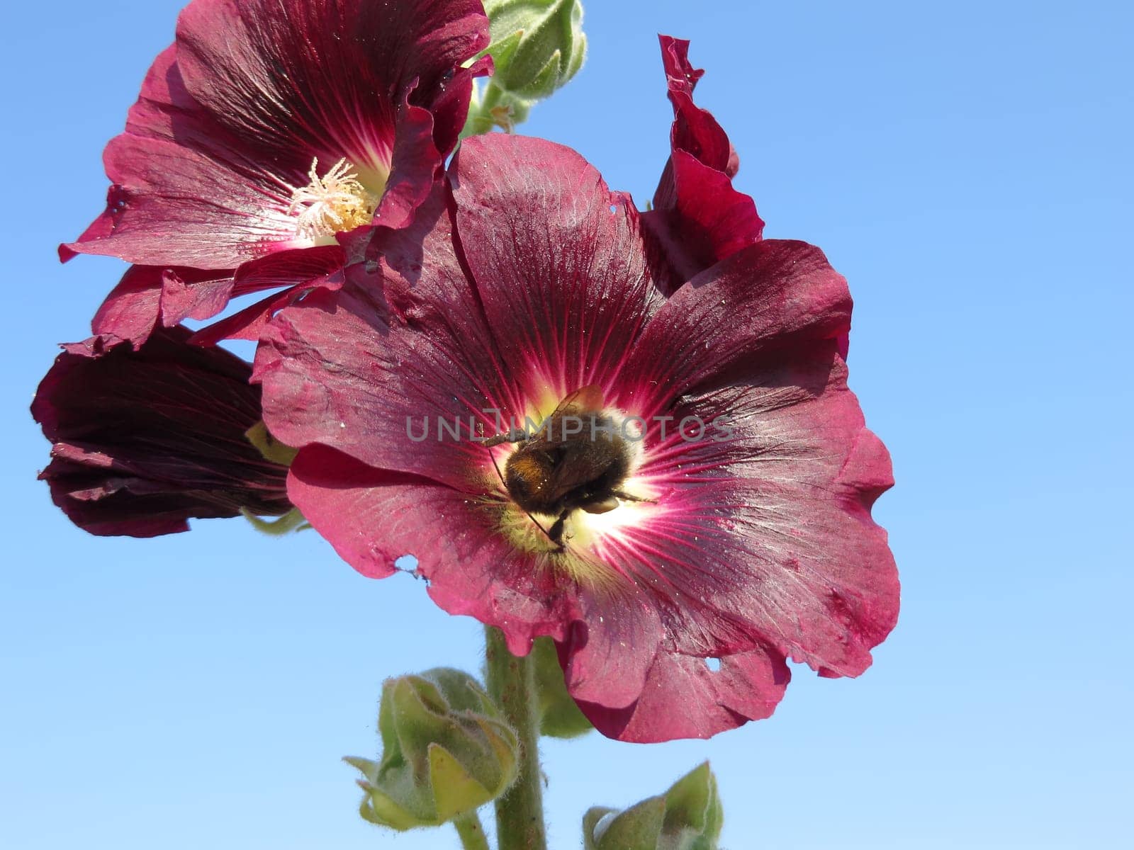 Hollyhock - Alcea rosea - Nigra -