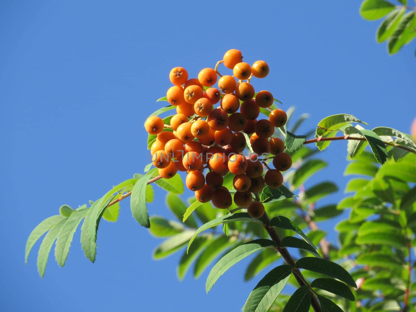 edible rowanberry - Sorbus aucuparia edulis - Moravica -