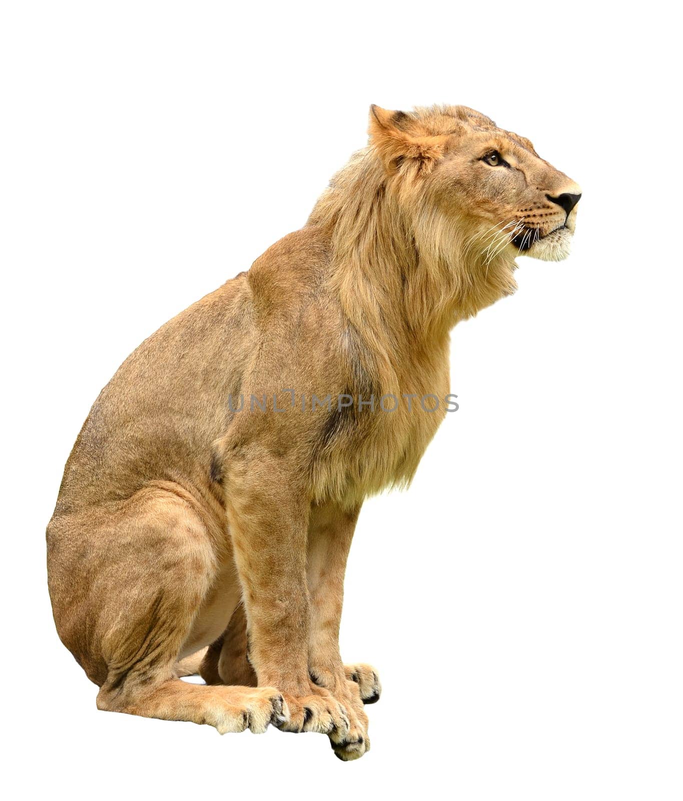 young lion isolated on white a background