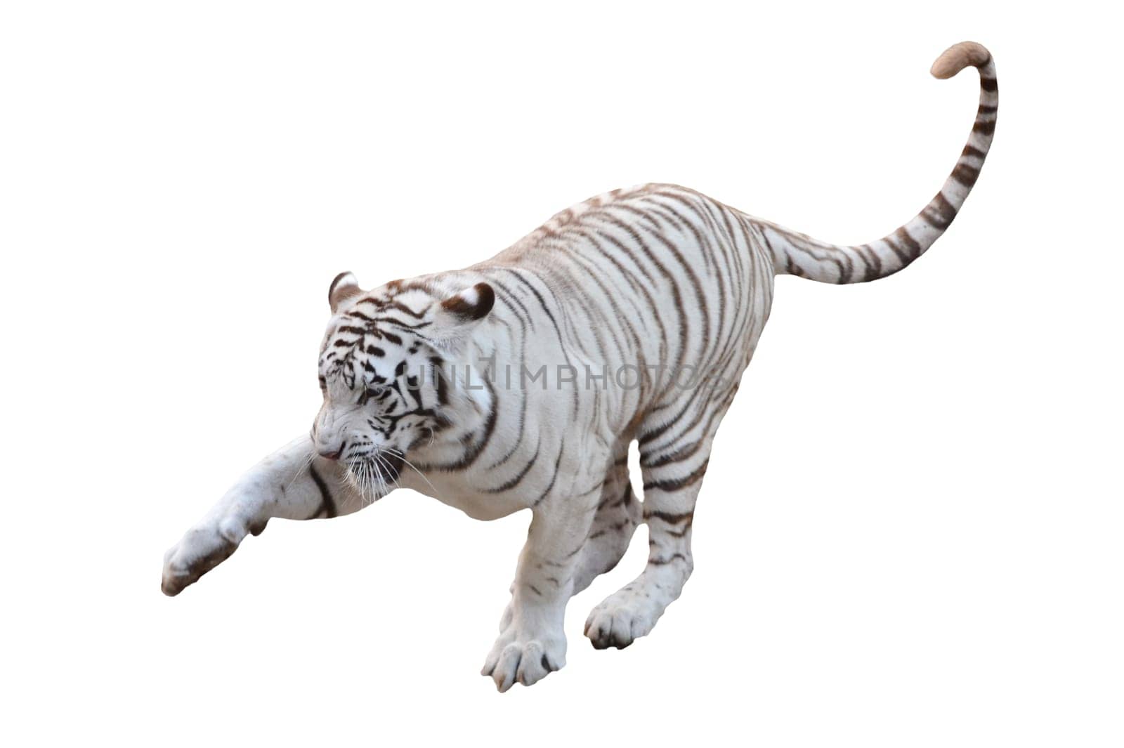 white bengal tiger isolated on white background