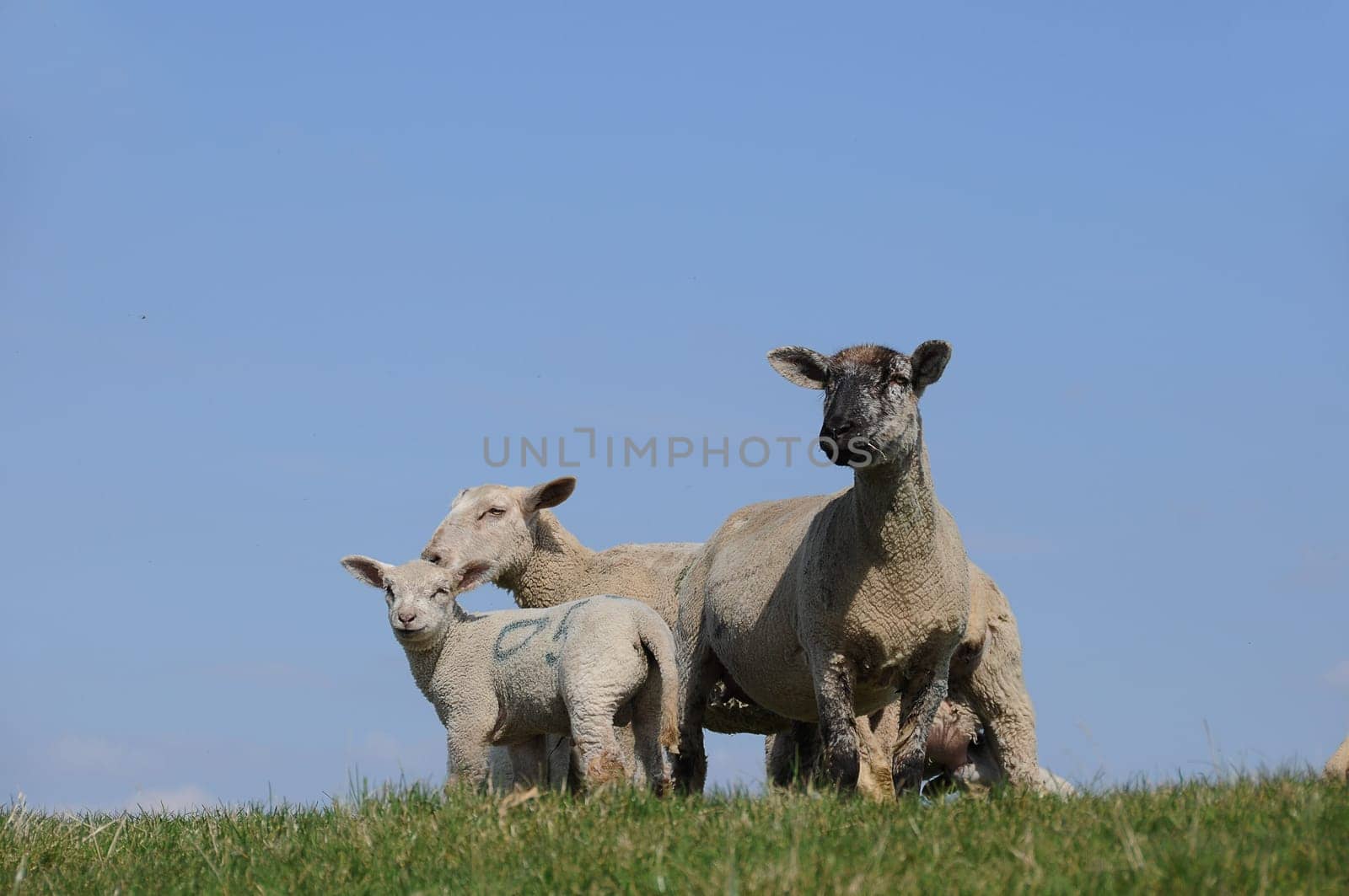 Sheep