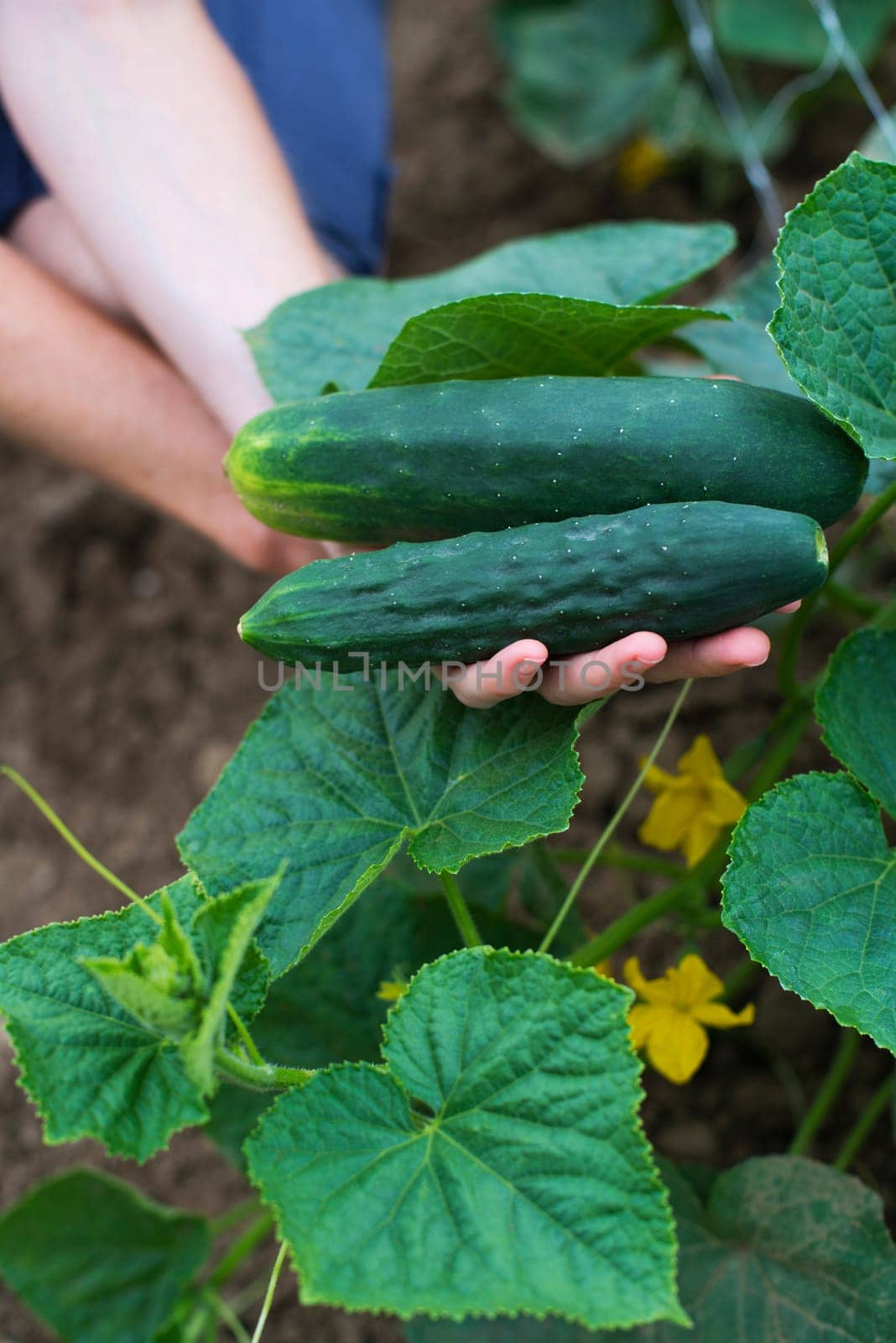 Woman picking fresh cucumber close up shoot