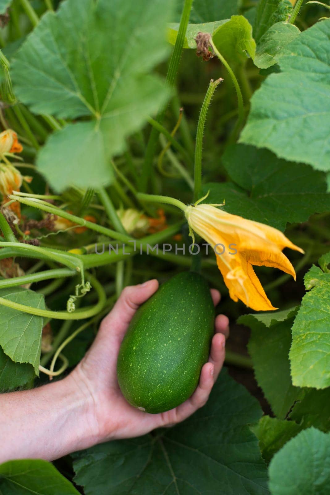 Woman picking green pumpkin close up shoot