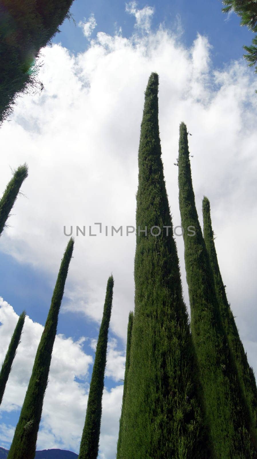 Mediterranean cypresses,Trautmannsdorf