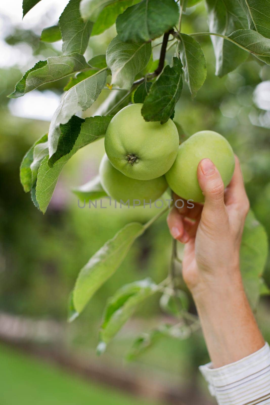 Woman picking fresh green apples close up