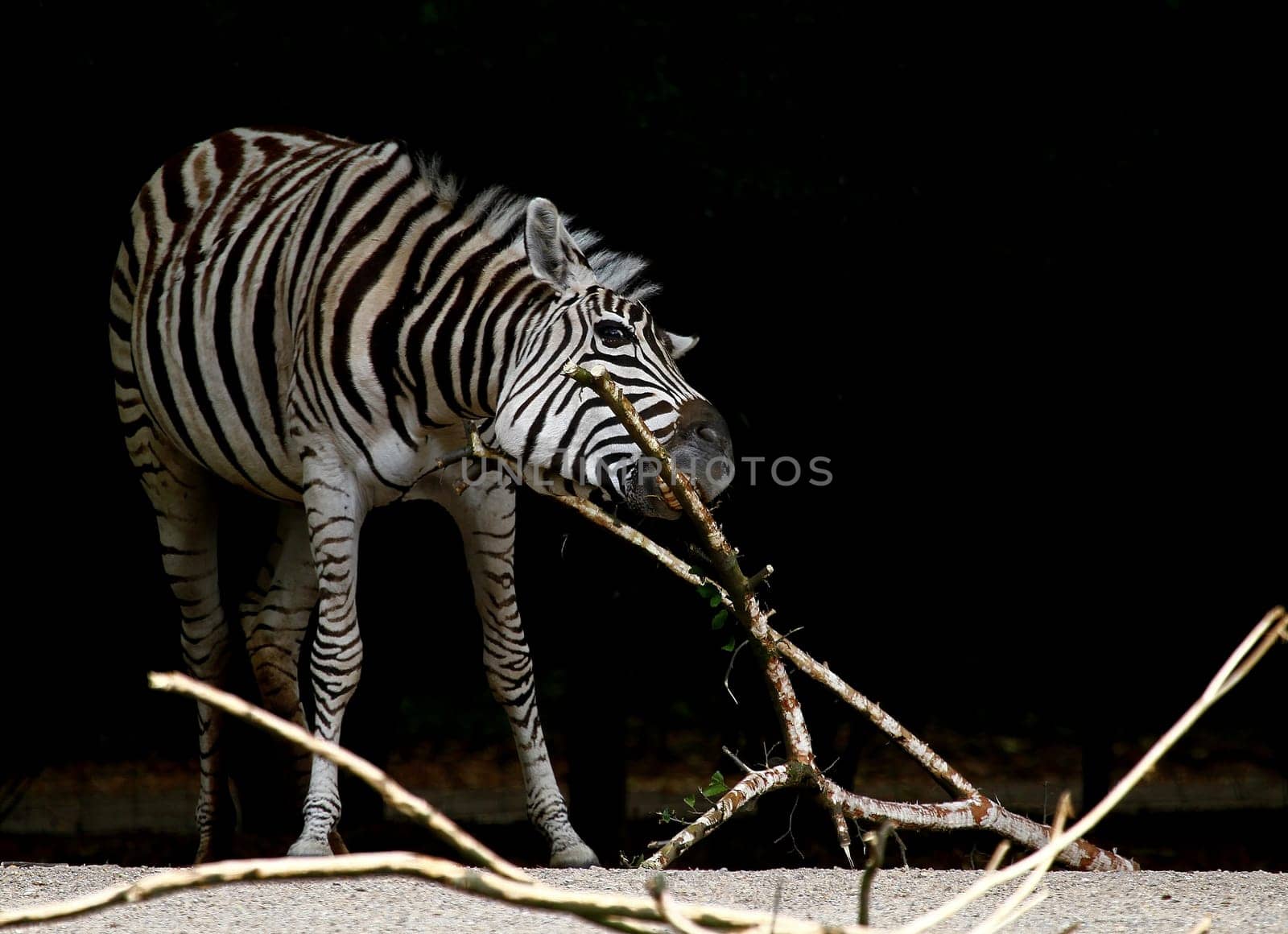 Zebra