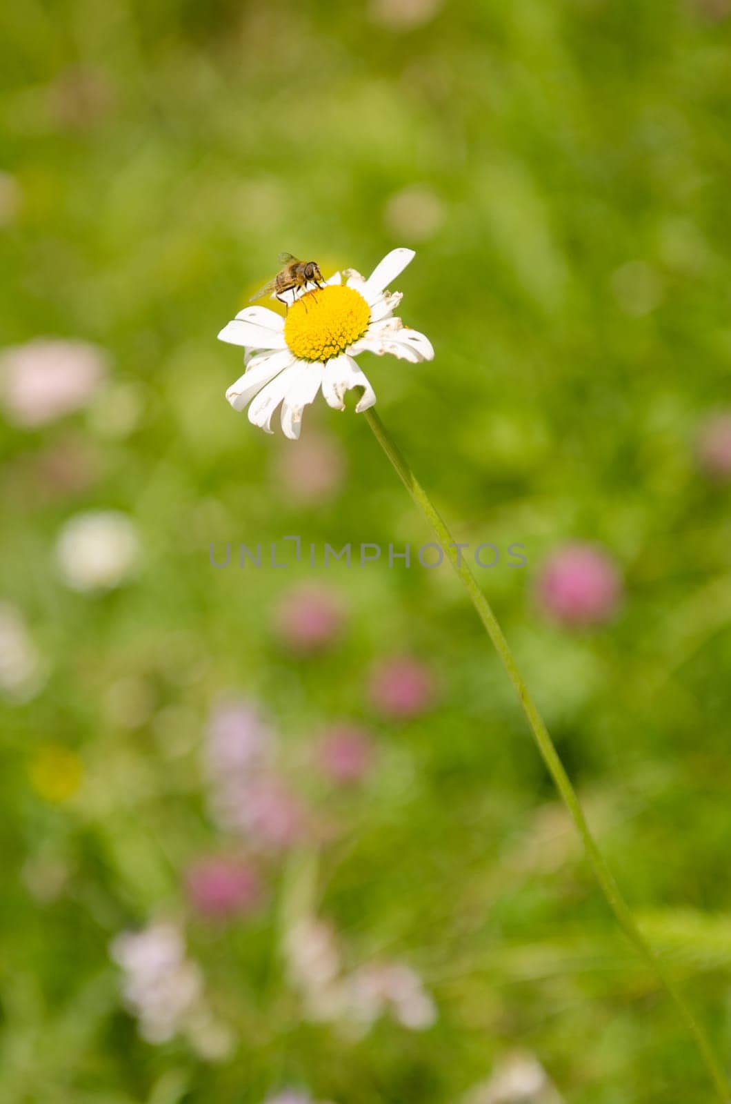 Flower of a marguerite with a fly (Syrphidae)