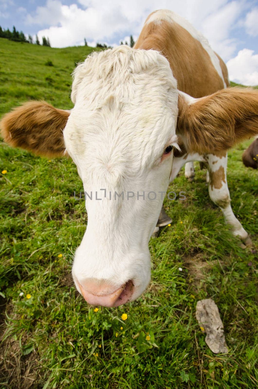 Calf on a meadow of an alpine pasture in the Allgäu