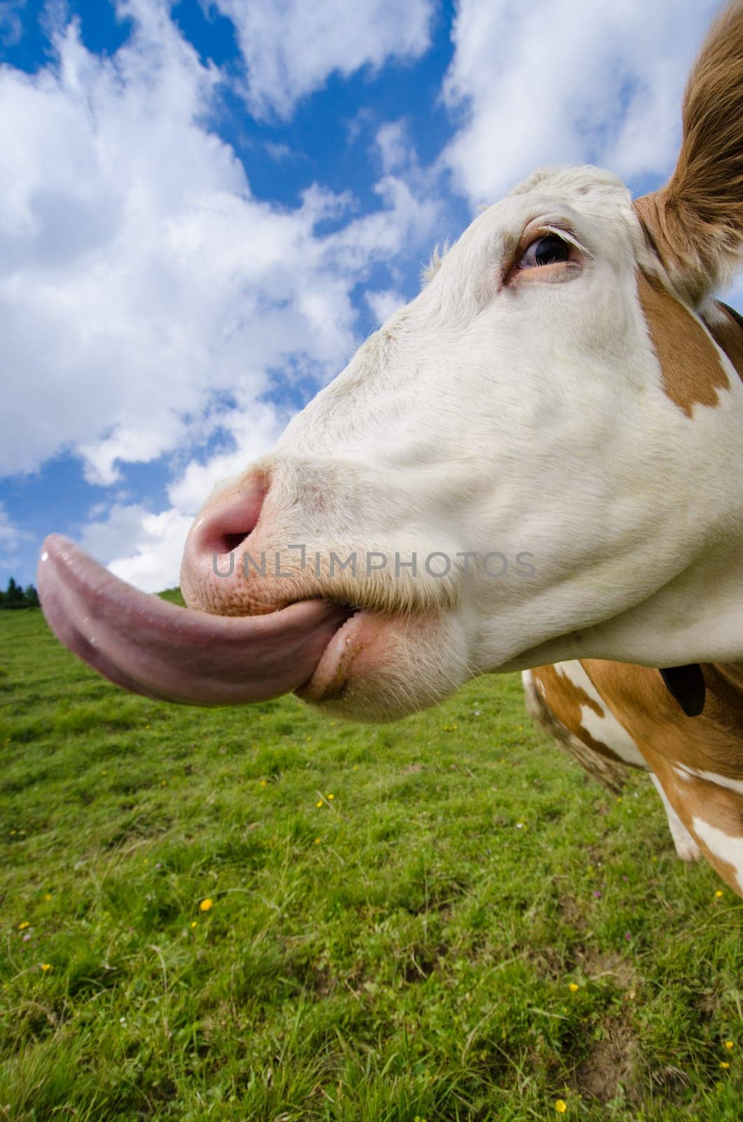 Cow on meadow in front of blue light with clouds sticks out funny tongue