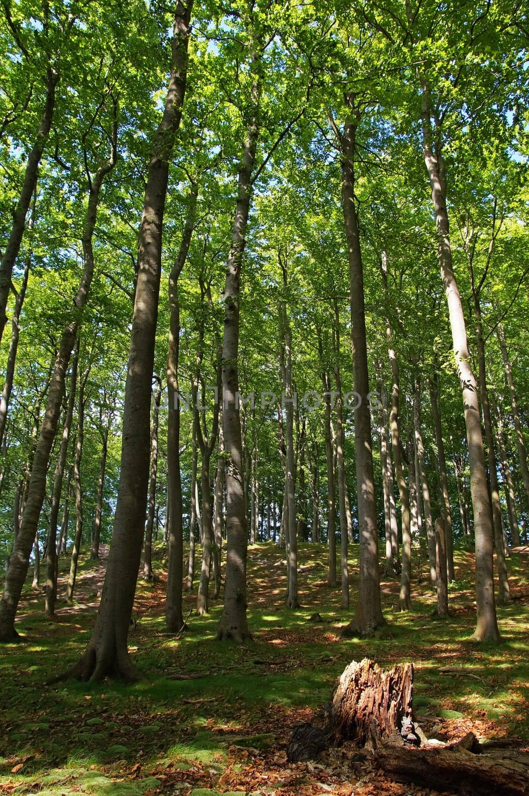 Buchenwald Rügen / beech forest Rugia Germany