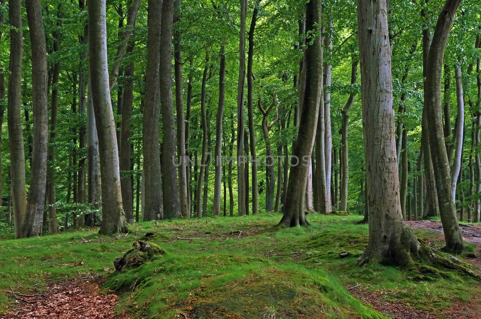 Buchenwald Rügen / beech forest Rugia Germany