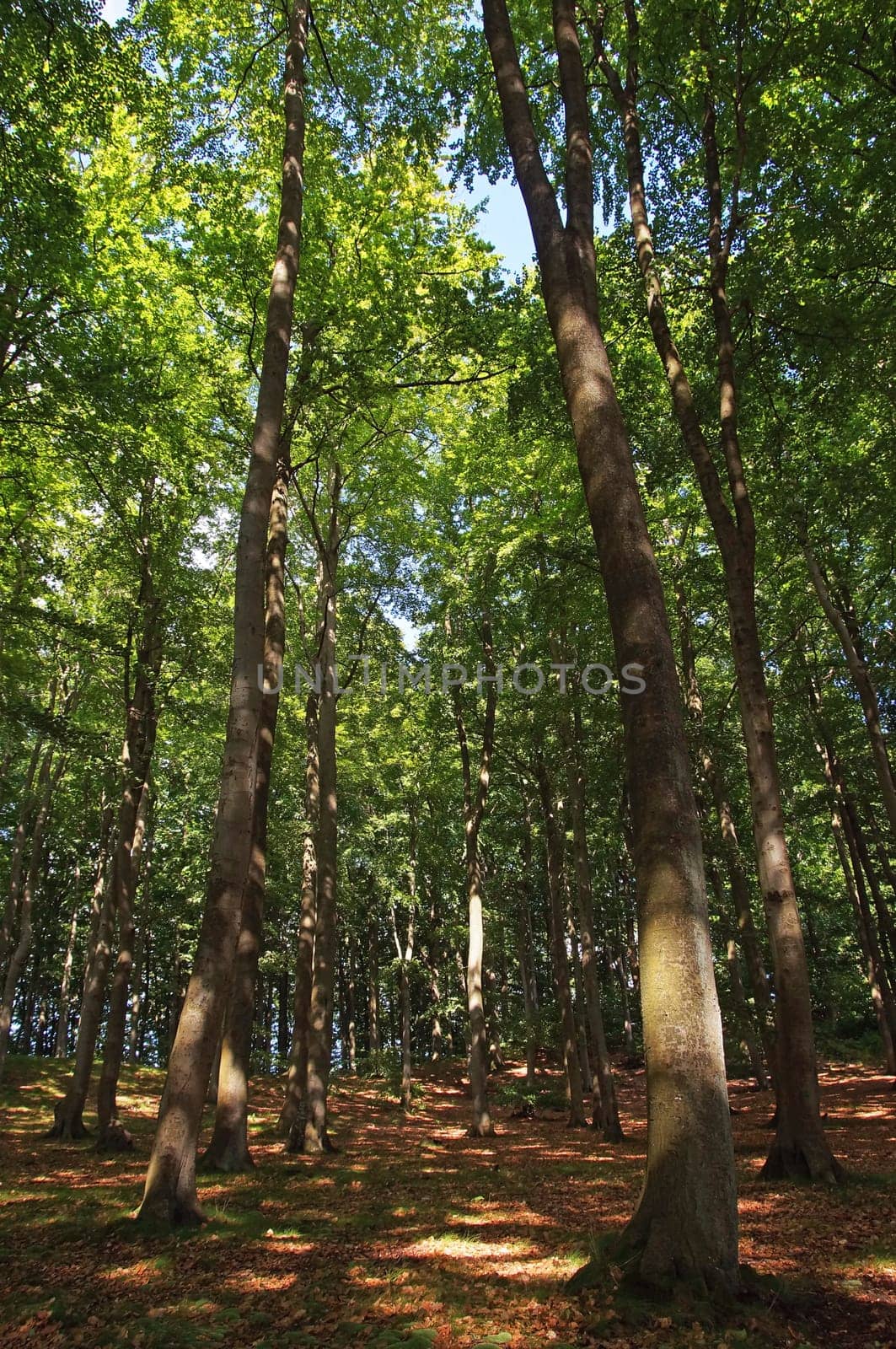 Buchenwald Rügen / beech forest Rugia Germany