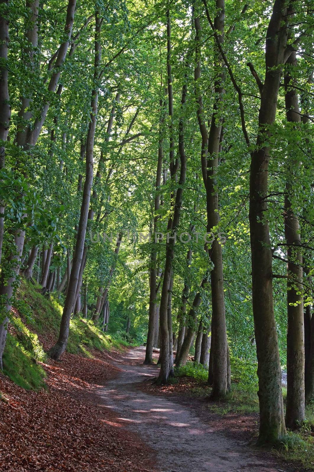 Buchenwald Rügen / beech forest Rugia Germany