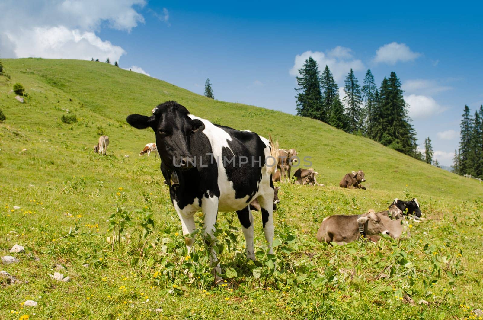 Dairy cow in a meadow with blue skies and meadows