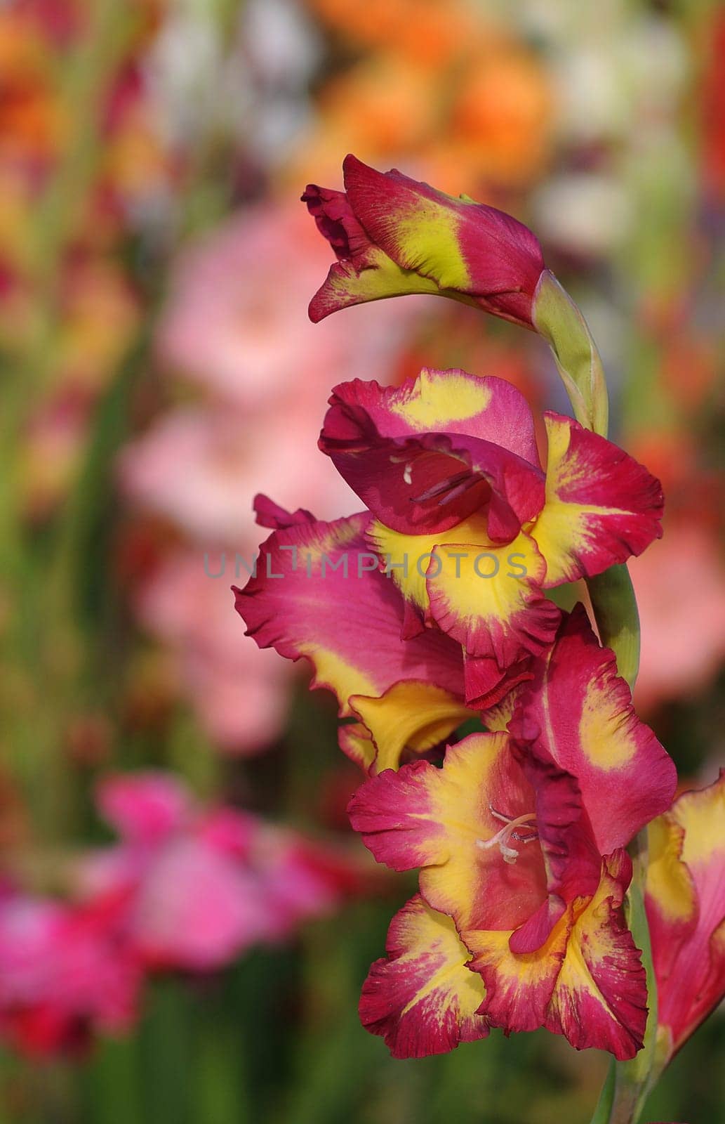 Gladiolus