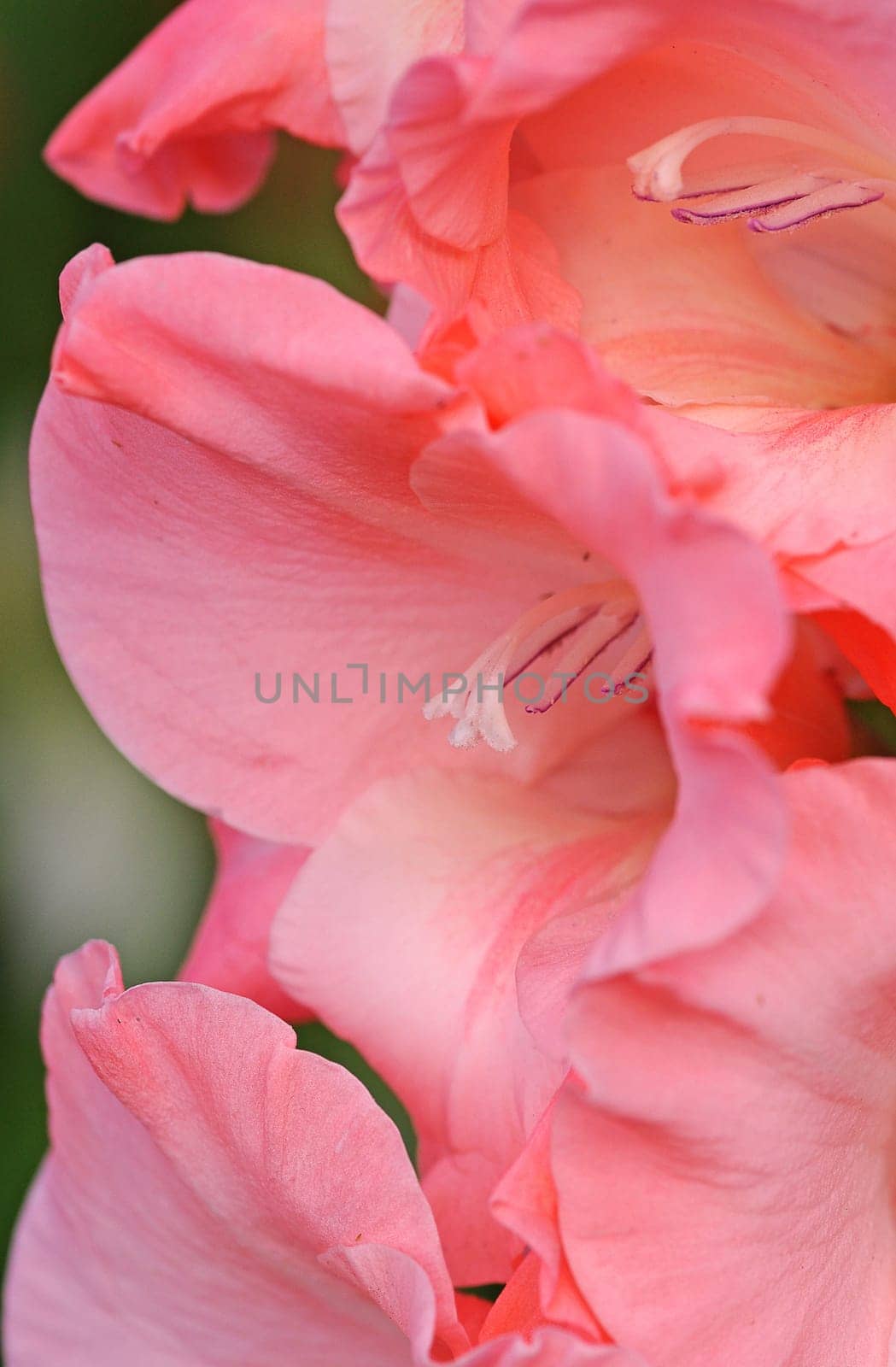 Gladiolus