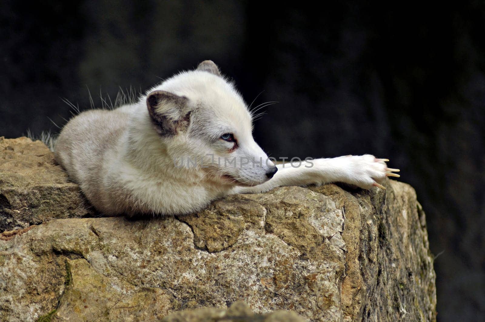 Polar fox