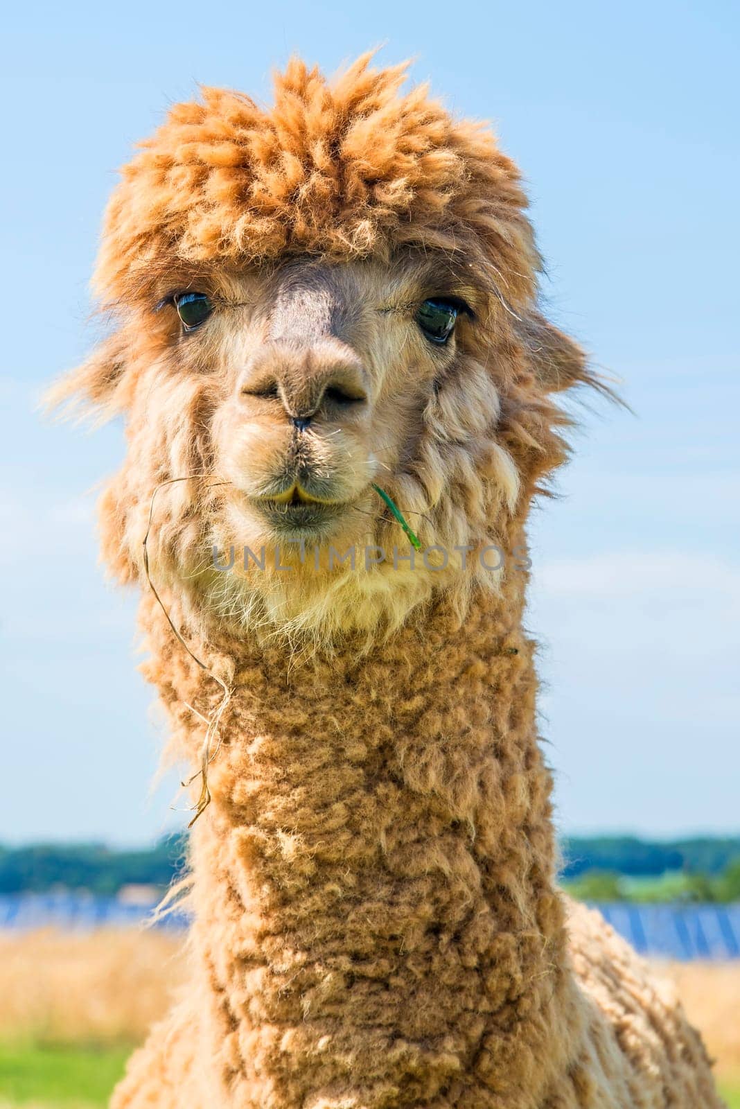 Alpaca looks curious