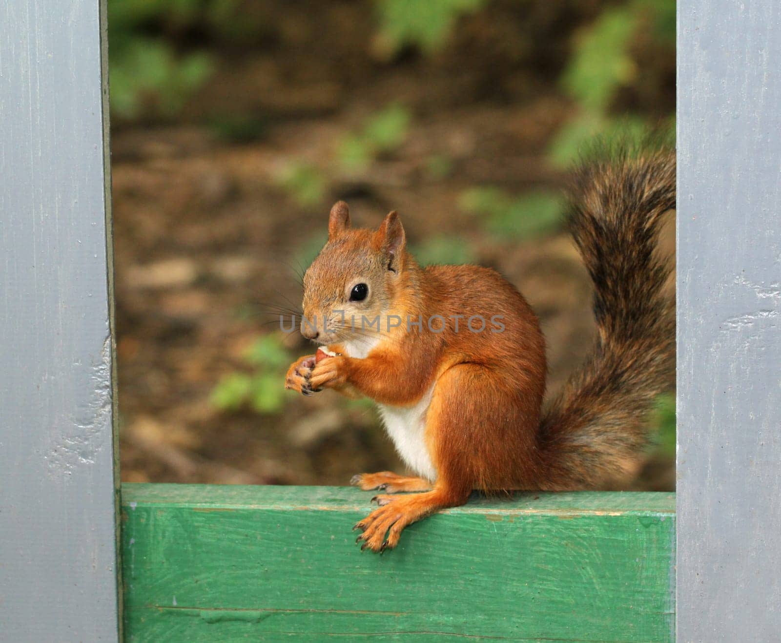 Squirrel sitting with nuts
