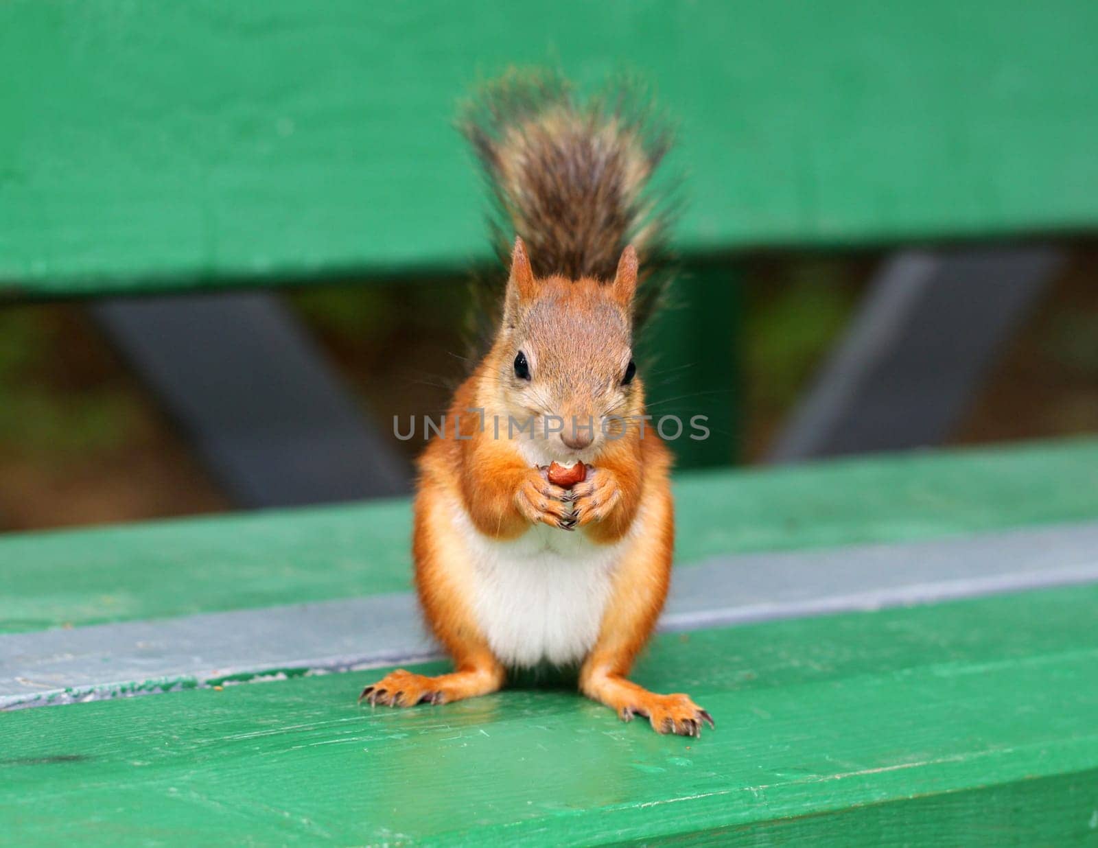 Squirrel eating a delicious nut