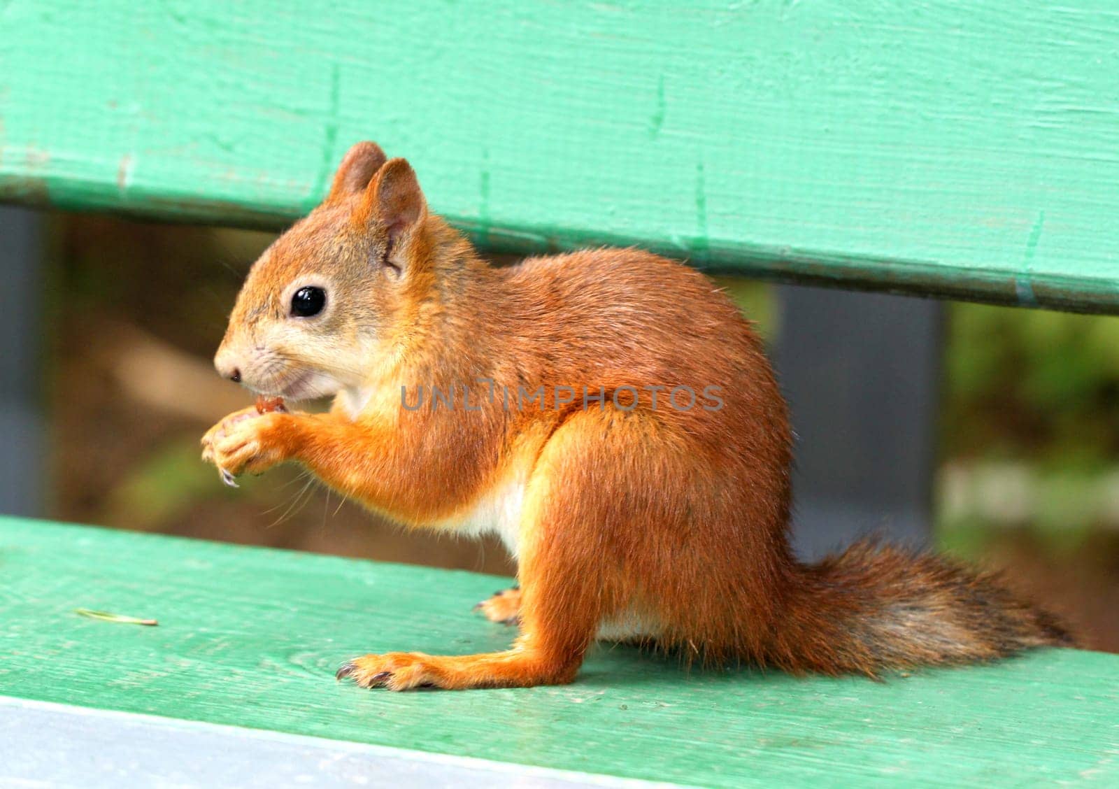 stock_Squirrel eating a delicious nut