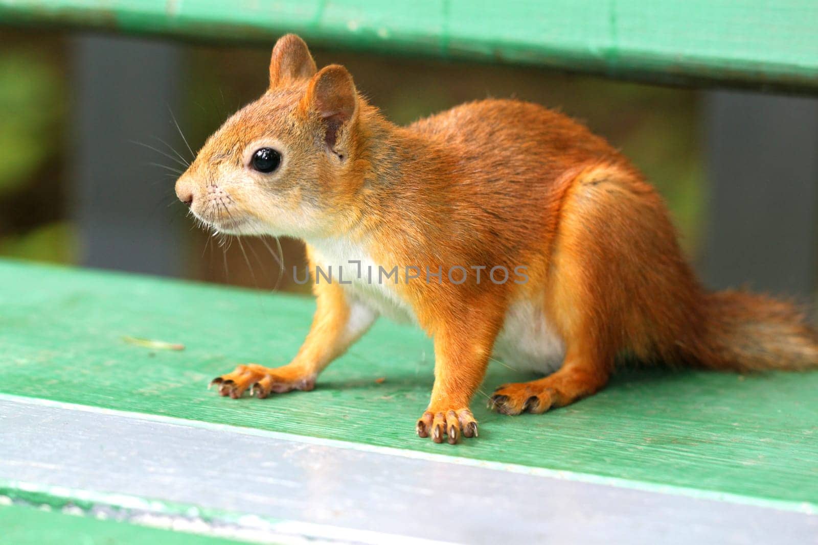 A curious squirrel