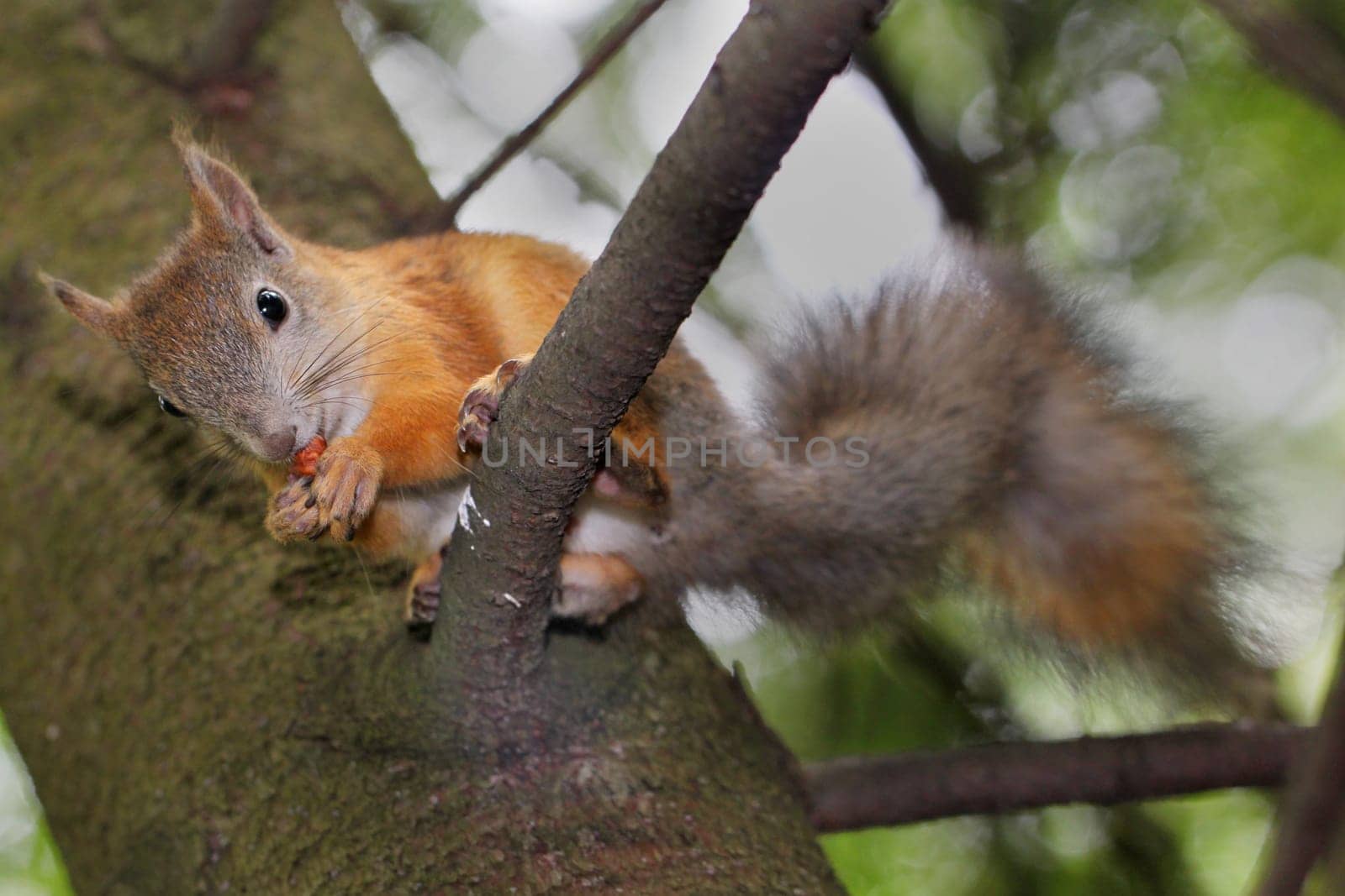Squirrel on a tree