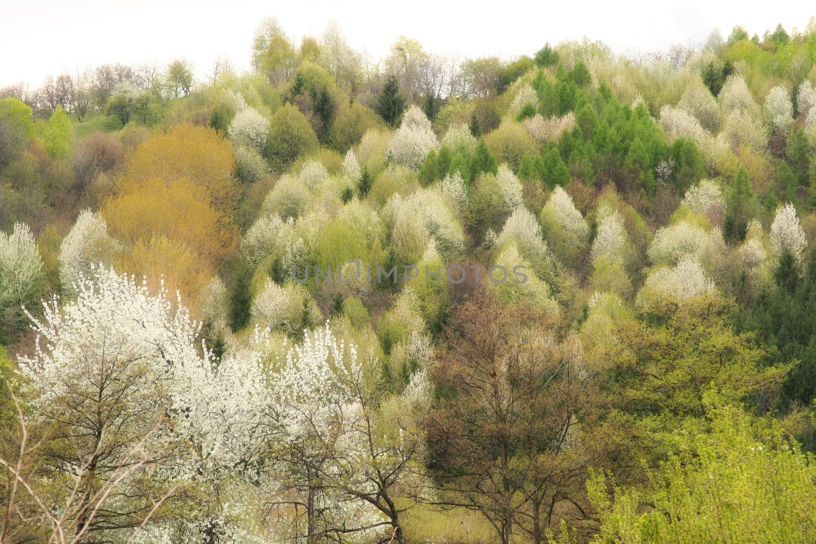 nature scenery