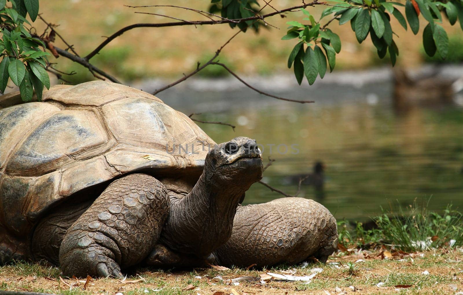 Seychelles turtle