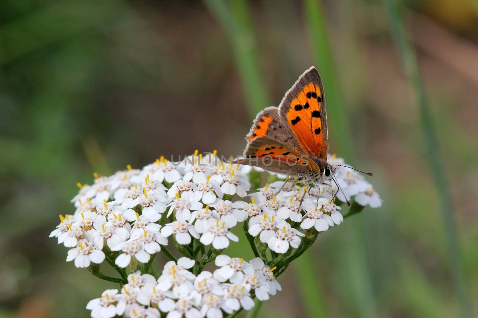 Small fire butterfly (Lycaena phlaeas) on yarrow