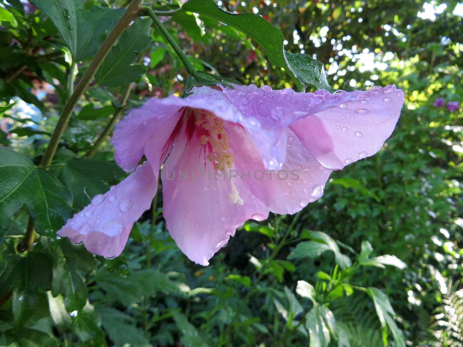 Pink marshmallow - Hibiscus syriacus